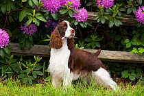 English springer spaniel standing in front of Rhododendron flowers. Haddam, Connecticut, USA. June.