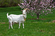 Saanen dairy goat on pasture with blossoming tree in background. Norfolk, Litchfield County, Connecticut, USA. May.