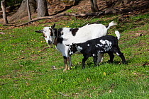 Nigerian dwarf goat, doe with kid on spring pasture. Vernon, Tolland County, Connecticut, USA. May.