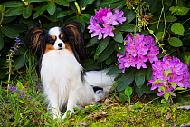 Papillon sitting beside Rhododendron flowers. Haddam, Connecticut, USA. May.