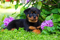 Rottweiler puppy lying beside Rhododendron flowers. Haddam, Connecticut, USA. May.