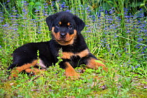 Rottweiler puppy lying amongst blue flowers. Haddam, Connecticut, USA. May.