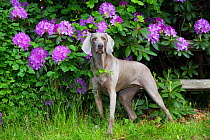Weimaraner in front of Rhododendron flowers, Haddam, Connecticut, USA. May.