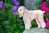 Soft-coated wheaten terrier standing on rock with Rhododendron in background. Haddam, Connecticut, USA. June.