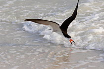 Black skimmer (Rynchops niger) foraging along surf line. Tierra Verde, Florida, USA.