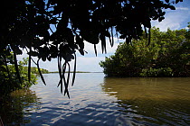 Red mangrove (Rhizophora mangle) tree seedpods and saltwater slough, Tampa Bay, Pinellas County, Florida, USA. July