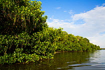 Red mangrove (Rhizophora mangle) trees in fruit beside saltwater slough, Tampa Bay, Pinellas County, Florida, USA. July