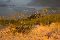 Sea oat (Uniola paniculata) on dune, Fort DeSoto County Park, Tierra Verde, Pinellas County, Florida. July 2018.