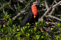 Magnificent frigate bird (Fregata magnificens) perched in Red mangrove (Rhizophora mangle) tree. Tampa Bay islet roosts, Tierra Verde, Pinellas County, Florida, USA.