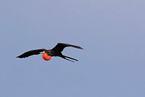 Magnificent frigate bird (Fregata magnificens) in flight with red pouch inflated Tampa Bay, Tierra Verde, Pinellas County, Florida, USA.