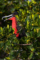 Magnificent frigate bird (Fregata magnificens) perched in Red mangrove (Rhizophora mangle) tree. Tampa Bay islet roosts, Tierra Verde, Pinellas County, Florida, USA.