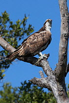 Osprey (Pandion haliaetus) perched on branch feeding on fish from Tampa Bay, St. Petersburg, Florida, USA.