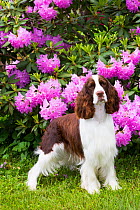 English springer spaniel in Rhododendron. Haddam, Middlesex, Connecticut, USA.