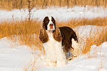 English springer spaniel standing in snow covered grassland, shore of Long Island Sound, Guilford, Connecticut, USA.