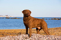 Chesapeake Bay retriever male standing on shells on shore with Long Island Sound in background. Madison, Connecticut, USA.