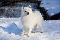 American Eskimo dog standing in snow. Connecticut, USA.