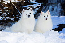 American Eskimo dogs, two sittingin snow with waterfall in background. Kent, Connecticut, USA.