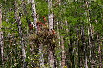 Roseate spoonbill (Platalea ajaja) perched in Bald cypress tree (Taxodium distichum) with flowering Cardinal air plant (Tillandsia fasciculata). Big Cypress Swamp National Preserve, Florida, USA.