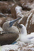 Blue-footed booby (Sula nebouxii) adult and chick at nest. North Seymour Island, Galapagos, Ecuador.