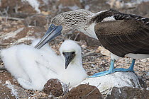 Blue-footed booby (Sula nebouxii) adult and chick at nest. North Seymour Island, Galapagos, Ecuador.
