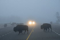 Bison (Bison bison) crossing road in heavy fog, with car headlights in background, Fountain Flats, Yellowstone National Park, Wyoming. September 2017.