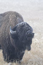 Bison (Bison bison) bull lip curling / flehmen response in mist, Yellowstone National Park, Wyoming, USA. September.