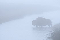 Bison (Bison bison) crossing Nez Perce Creek in early morning fog, Yellowstone National Park, Wyoming. September.