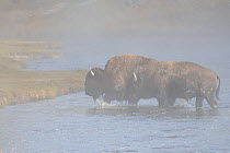 Bison (Bison bison), two crossing the Firehole River, Fountain Flat, Lower geyser basin, Yellowstone National Park, Wyoming. September.