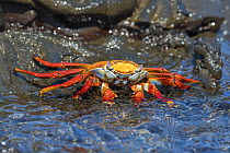 Sally lightfoot crab (Grapsus grapsus) feeding on algae, Mosquera Beach, Mosquera island, Galapagos Islands, Ecuador.