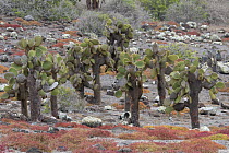 Giant prickly pear (Opuntia echios) cacti, Plazas Island, Galapagos, Ecuador.