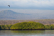 Red mangroves (Rhizophora mangle), Black Turtle Cove, Santa Cruz Island, Galapagos Islands, Ecuador. June 2018.