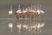 James&#39;s flamingo (Phoenicoparrus jamesi), flock standing in saline Laguna Colorada, Altiplano Desert. Eduardo Avaroa Andean Fauna National Reserve, Andean Plateau, Bolivia.