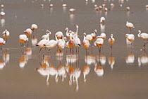 James&#39;s flamingo (Phoenicoparrus jamesi), flock standing in saline Laguna Colorada, Altiplano Desert. Eduardo Avaroa Andean Fauna National Reserve, Andean Plateau, Bolivia.