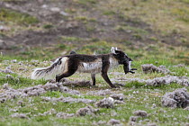 Arctic fox (Vulpes lagopus) with Common eider duck (Somateria mollissima) chick in mouth. Svalbard, Norway. June.