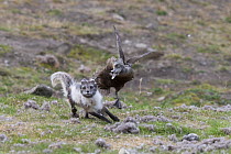 Arctic fox (Vulpes lagopus) flushing Common eider duck (Somateria mollissima) female from nest in colony. Svalbard, Norway. June.