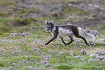 Arctic fox (Vulpes lagopus) running with Common eider duck (Somateria mollissima) egg in mouth. Svalbard, Norway. June.