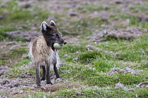 Arctic fox (Vulpes lagopus) standing with Common eider (Somateria mollissima) egg in mouth. Svalbard, Norway. June.