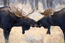 Shiras moose (Alces alces shirasi), two males sniffing one another. Grand Teton National Park, Wyoming. October.