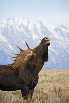 Shiras moose (Alces alces shirasi) male, flehmen response / lip curling with mountains in background, Grand Teton National Park, Wyoming.