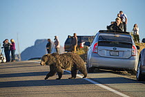 Grizzly bear (Ursus arctos horribilis) crossing road, causing traffic jam. Tourists photographing and observing in background. Yellowstone National Park, Wyoming, USA. October 2015.