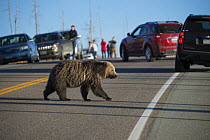 Grizzly bear (Ursus arctos horribilis) crossing road, causing traffic jam. Tourists observing in background. Yellowstone National Park, Wyoming, USA. October 2015.