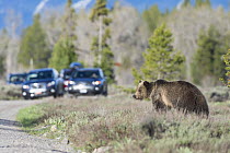 Grizzly bear (Ursus arctos horribilis) trying to cross road with tourists looking on from vehicles, Grand Teton National Park, Wyoming, USA. May 2016.