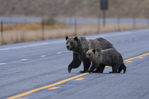 Grizzly bear (Ursus arctos horribilis) female and cub crossing highway on Togwotee Pass near Dubois, Wyoming, USA. September 2016.