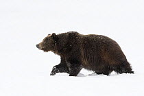 Grizzly bear (Ursus arctos horribilis) emerging from den after hibernation. Grand Teton National Park, Wyoming, USA. April.