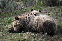 Grizzly bear (Ursus arctos horribilis) female with cub resting head on her back. Yellowstone, Wyoming, USA. May.