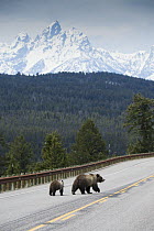 Grizzly bear (Ursus arctos horribilis) female with cub walking down Highway 26-287 with Grand Teton in background. Togwotee Pass, Bridger-Teton National Forest, Wyoming, USA. May 2017.
