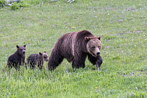 Grizzly bear (Ursus arctos horribilis), female with two cubs in grassland. Yellowstone National Park, Wyoming, USA. June.