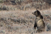 Grizzly bear (Ursus arctos horribilis) standing alert on hind legs. Grand Teton National Park, Wyoming, USA. October.