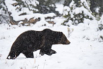 Grizzly bear (Ursus arctos horribilis) walking through snow, foraging prior to hibernation. Grand Teton National Park, Wyoming, USA. November.