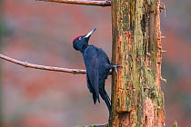 Black woodpecker (Dryocopus martius) male, Germany, December.